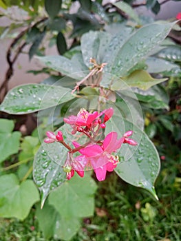 morning dew that makes the flowers look fresher