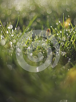 Morning dew on meadow flowers.