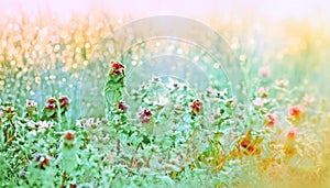 Morning dew on the meadow flowers and grass