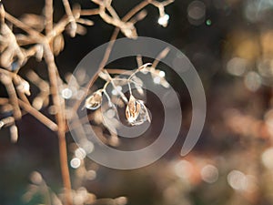 Morning, dew, meadow, grass, shrub, blade, twig, moisture, condense, settle, drop, sun, light, rise, sunrise, illuminate, spark, r