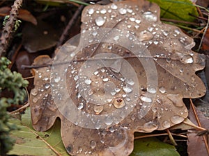 Morning, dew, meadow, grass, shrub, blade, twig, moisture, condense, settle, drop, sun, light, rise, sunrise, illuminate, spark, r