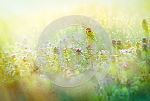 Morning dew in meadow - in spring