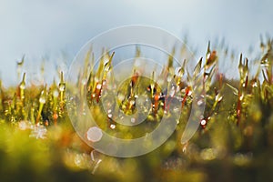 Morning dew on the moss