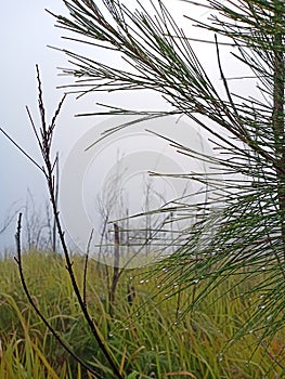 Morning dew in mountain