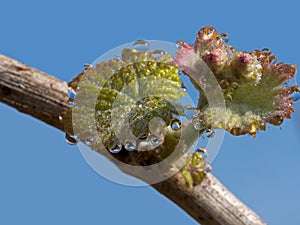 Morning dew on new shoot on grapevine, vineyard Italy. Springtime,