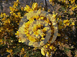 morning dew over gorze flowers in Maido photo