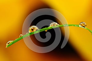 Morning dew over grass macro