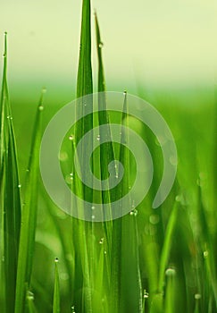 Morning dew on paddys leaves photo