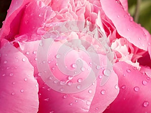 Morning dew on peony petals