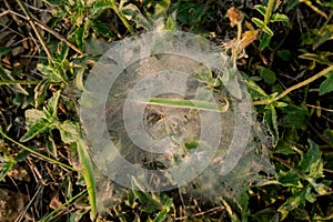 Morning dew Perched on a small white spider web that covered the top of the grass