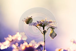 Morning dew on the petals of camomile