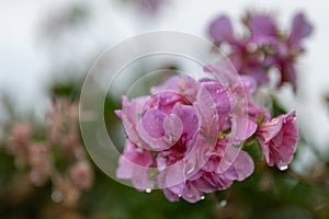 Morning Dew on Pink Pelargoniums