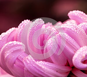 Morning dew of Pink Petals