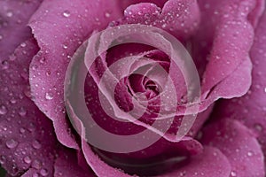 Morning dew on pink rose