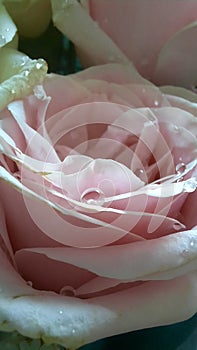 Morning dew on pink rose flower