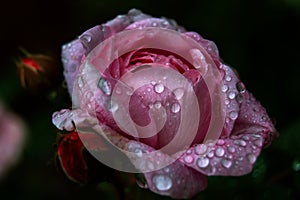 Morning dew on the pink tea rose