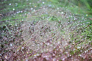 Morning dew and rain droplets on plants.