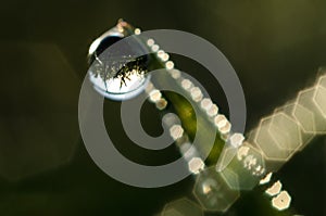 Morning dew reflection