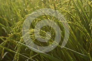 Morning dew on rice stalks with bokeh background