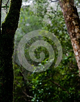 Morning dew. Shining water drops on spiderweb over green forest