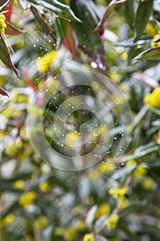 Morning dew shining water drops on a spiderweb over a green forest background. Spider web or cobweb with water drops