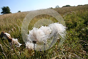 Morning dew sparkles beautifully in wildflowers