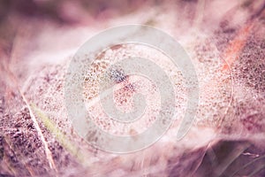 Morning dew on a spider net