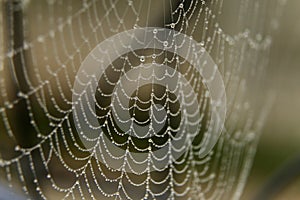 Morning dew on spider web on grass background texture