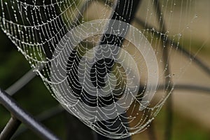Morning dew on spider web on grass background texture