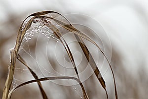 Morning dew on a spider web on grass