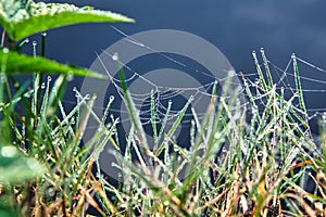 Morning dew on a spider web in the grass by the water