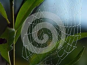 Morning dew on a spider web photo