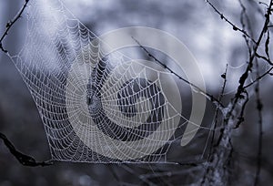 Morning dew on spider web