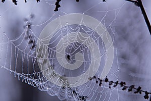 Morning dew on spider web