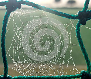 Morning Dew Spider Web