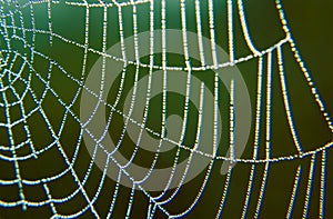 Morning dew on a spider web.