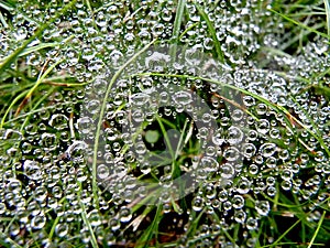 Morning dew on spiders web in green grass.