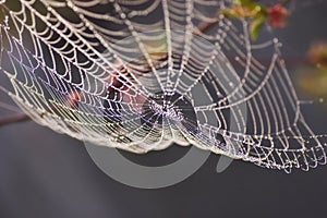 Morning dew on spiderweb