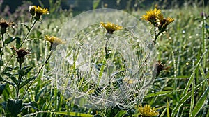 Morning dew on spiderweb with drops on yellow flowers
