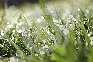 Morning dew, spring, freshness,dew, freshness, coolness, spring, drops, water, morning, sun, grass, plants, bokeh