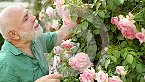 Morning dew. Spring garden planting. Old man gardening. Rose garden.