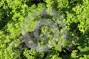 Morning dew on the spider web and spider in the middle