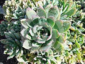 Morning Dew on Succulent Plants