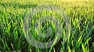 Morning dew in sunlight, panned shot of dew on grass with blurred background