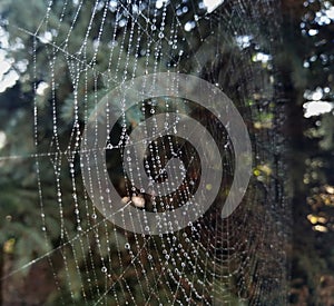 Morning dew on a thin web.