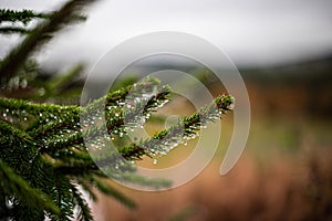 Morning dew and water droplets on a fir branch - water drops on a pine needle - concept of fresh nature and christmas