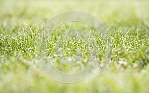 Morning dew  water drops on fresh lush green cut grass. Empty room  copy space.