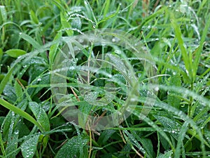 the morning dew that wets the grass