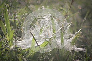 Morning dew that wets the grass