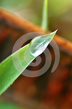 Morning Dewdrop